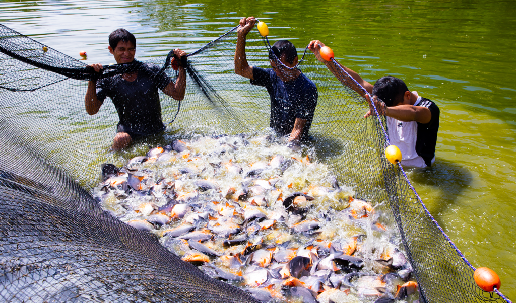 Fish Farm in Higrompampa